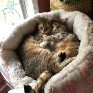 Meet your Posher, Ssheila